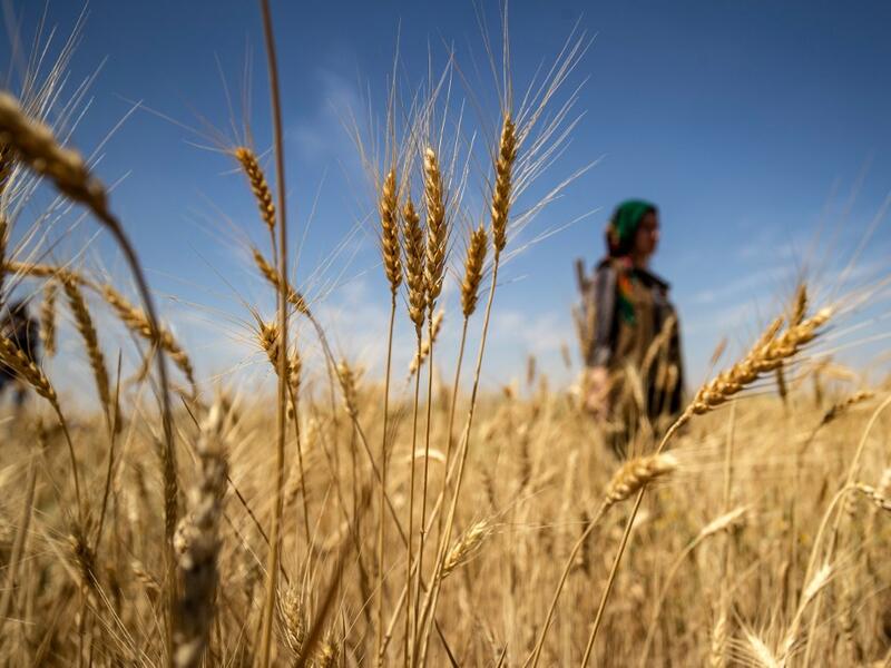 A Kurdish female volunteer, from the newly formed Community Protection Forces, guards a wheat field, against threats by jihadists to burn the crops, during harvest season on June 13, 2020, in the countryside east of Qamishli in Syria's northeastern Hasakah province. Delil SOULEIMAN / AFP
