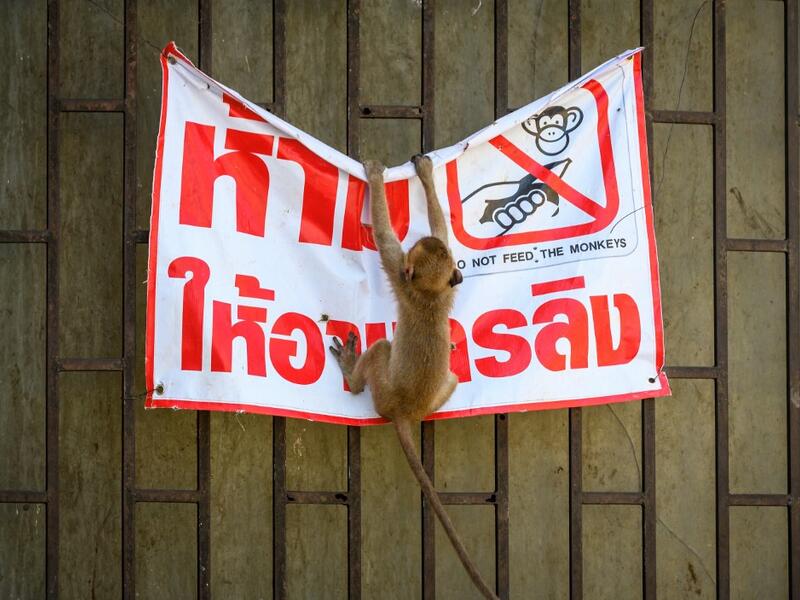 A longtail macaque tears down a poster reading "Don't feed the monkeys" in the town of Lopburi, some 155km north of Bangkok, on June 21, 2020. Lopburi's monkey population, which is the town's main tourist attraction, doubled to 6,000 in the last three years, forcing authorities to start a sterilisation campaign. Mladen ANTONOV / AFP