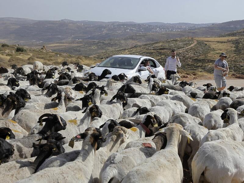 Israelis looks at a herd of sheep belonging to settlers from a nearby outpost of Itamar settlement, southeast of the Palestinian city of Nablus, on June 8, 2020 in the occupied West Bank. The government of Israeli Prime Minister Benjamin Netanyahu has said it could begin the process to annex Jewish settlements in the West Bank as well as the strategic Jordan Valley from July 1. The plan -- endorsed by Washington -- would see the creation of a Palestinian state, but on reduced territory, and without Palestin