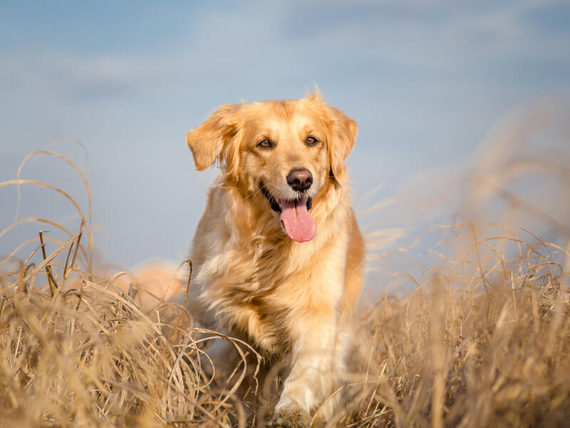 Augie celebrated her 20th birthday April 24. (Shutterstock/ File Photo)