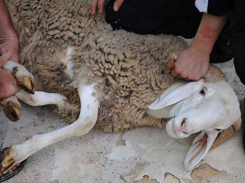 الأضاحي: أطلق عضو مجلس الأمة الجزائري مبادرة تدعو إلى توجيه أموال الأضحية كصدقات للفقراء المتضررين من وباء كورونا. 