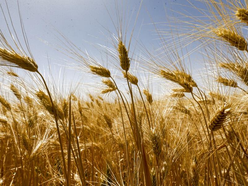 This picture taken on June 18, 2020 shows wheat stems growing in a field during the harvest season in the countryside of al-Kaswa, south of Syria's capital Damascus. Heavy rain and reduced violence provided a relief to Syrian farmers with a good harvest this year, as a tanking economy leaves millions hungry across his war-torn country. Prior to the outbreak of the conflict in 2011, Syria produced more than 4.1 million tonnes of wheat, enough to feed its entire population. But production plunged to record lo