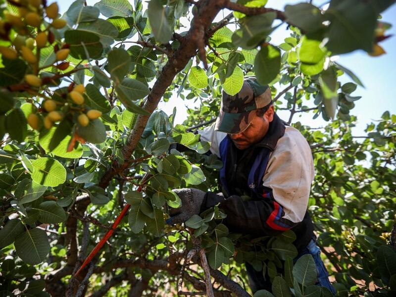 famed for its pistachio production, was controlled for years by jihadists and their rebel allies but it fell to the government at the start of the year following a months-long offensive. And as violence subsided, many formerly displaced farmers have returned, hoping this season will mark the revival of what was once a leading industry. LOUAI BESHARA / AFP