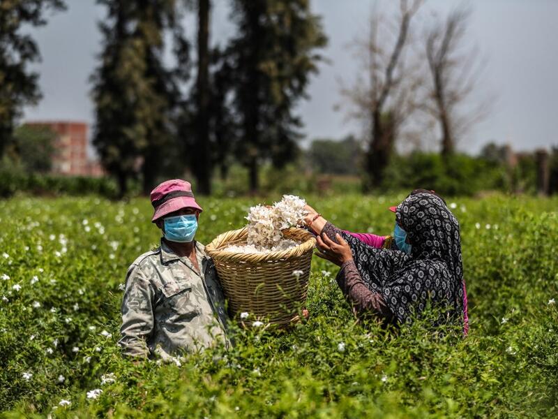A worker, mask-clad due to the COVID-19 coronavirus pandemic, throws a handful of harvested jasmine flowers into a wicker basket at a field at the village of Shubra Beloula in Egypt's northern Nile delta province of Gharbiya on July 23, 2020. Mohamed el-Shahed / AFP