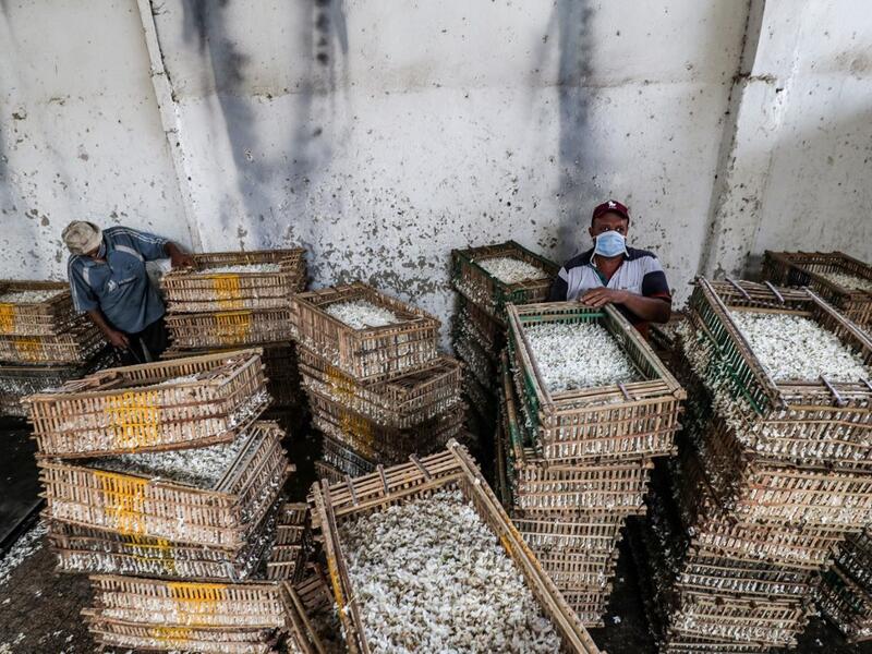 Workers stand by baskets filled with harvested jasmine flowers at a warehouse in the village of Shubra Beloula in Egypt's northern Nile delta province of Gharbiya on July 23, 2020. Mohamed el-Shahed / AFP