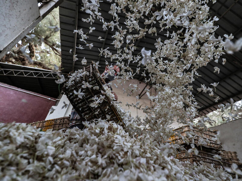 Workers unload baskets filled with harvested jasmine flowers at a warehouse in the village of Shubra Beloula in Egypt's northern Nile delta province of Gharbiya on July 23, 2020. MOHAMED EL-SHAHED / AFP