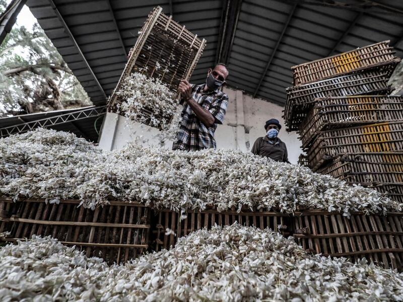 Egypt and India are the leading producers of around 95 percent of jasmine extracts in the world used in perfumes, according to The International Federation of Essential Oils and Aroma Trades (IFEAT), and the village of Shubra Beloula In Gharbiya, in the Egyptian fertile Delta, produces more than half of the aromatic extracts used in essential oils for global jasmine production. Mohamed el-Shahed / AFP