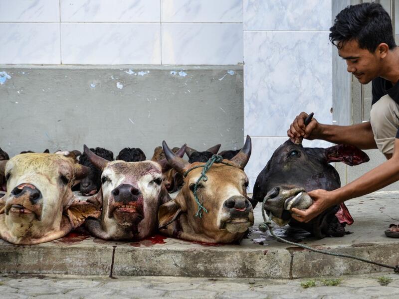 A man checks a cow's head after slaughtering it during the sacrificial Eid al-Adha festival in Banda Aceh on August 1, 2020. CHAIDEER MAHYUDDIN / AFP