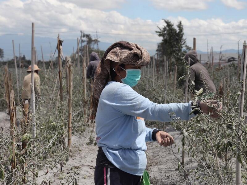 Farmers work on their farm covered with ash following an eruption by Mount Sinabung at the Sukatepu village in Karo, North Sumatra, on August 10, 2020. Ivan Damanik / AFP