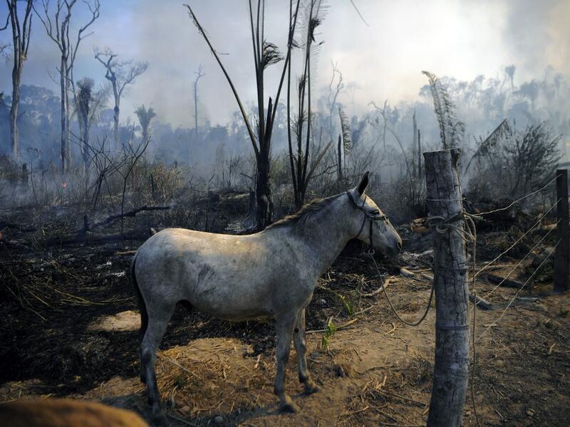 A donkey stands tied up next to a burnt area of Amazon rainforest reserve, south of Novo Progresso in Para state, on August 16, 2020. CARL DE SOUZA / AFP