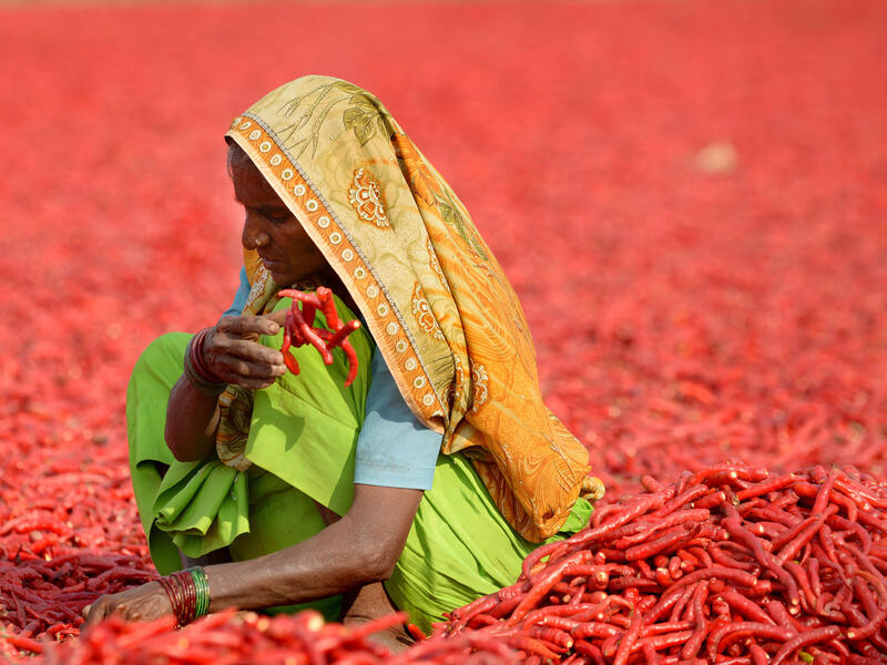 Woman working to dry the red chillies. SAM PANTHAKY/AFP/Getty Images