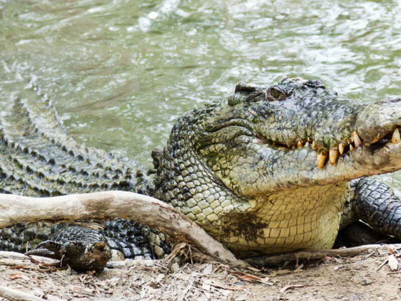 (Shutterstock/ File Photo)
