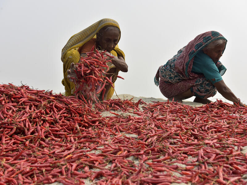 Bangladeshi women shorts red chilies after dry them under the sun at Bogra district, Bangladesh. (Shutterstock/ File photo)