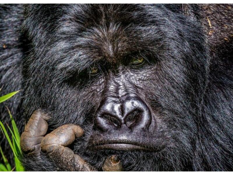 (الملل) للمصور "ماركوس ويستبرغ" - غوريلا جبلية في منتزه Mgahinga Gorilla الوطني، أوغندا.