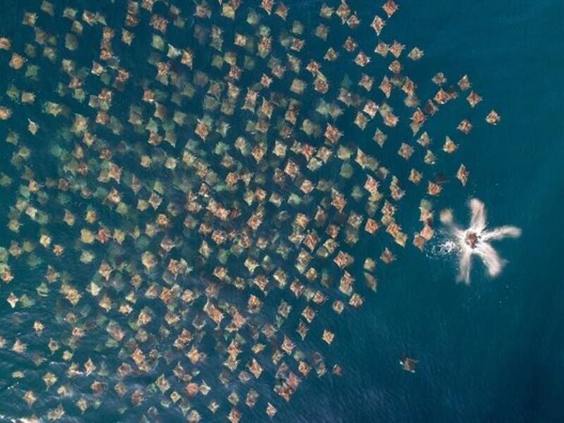 فئة الحياة البرية: نقص التباعد الاجتماعي - شفنين الطائر – للمصور "مارك كارواردين".