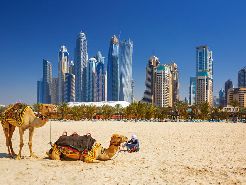 The camels on Jumeirah beach and skyscrapers in Dubai. (Shutterstock/ File Photo)