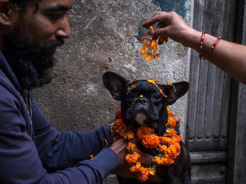 Hindu devotees worship a dog as part of offerings for Tihar which is the local name for Diwali, the Hindu festival of lights, at a dog care centre in Kathmandu on November 14, 2020. PRAKASH MATHEMA / AFP