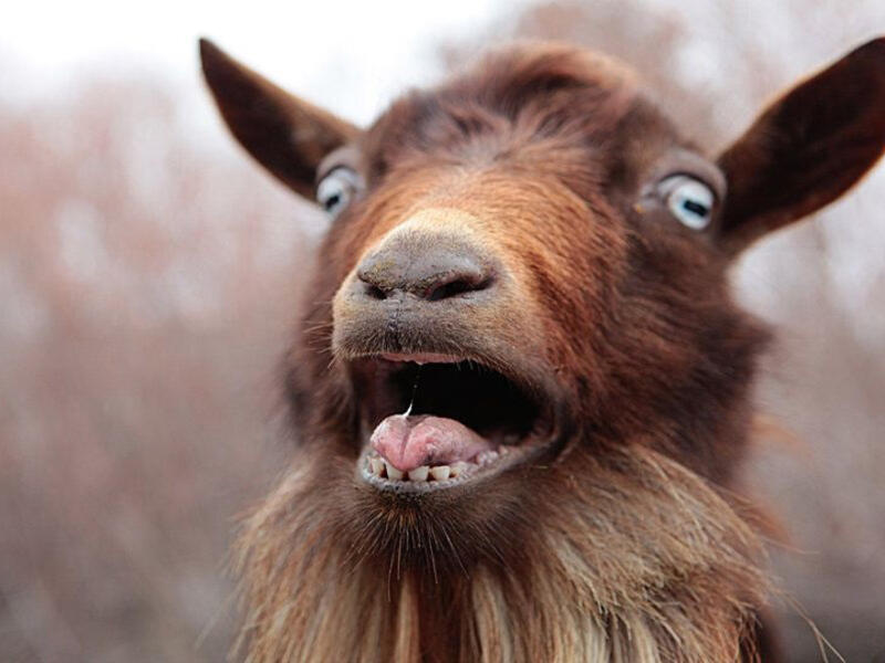 تيس مستغرب