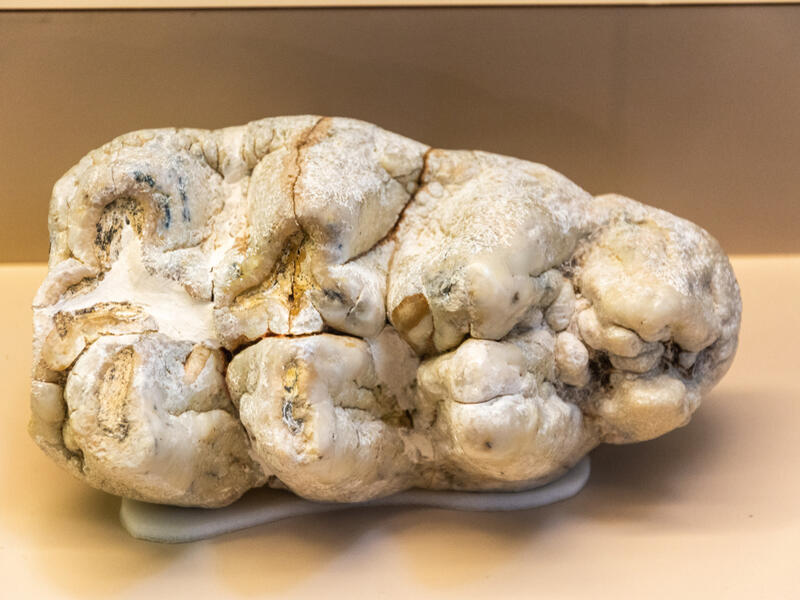 The remains belong to a tusked mammal (Proboscidea) that lived about nine million years before our time and two different animals. (Shutterstock/ File Photo)