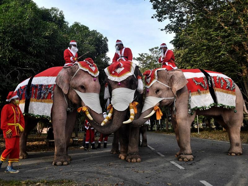 Elephants from the Ayutthaya Elephant Palace, dressed in Santa Claus costumes and wearing face masks, pose for photos ahead of event to hand out face masks to students outside the Jirasat Wittaya School in the central Thai province of Ayutthaya on December 23, 2020. Lillian SUWANRUMPHA / AFP