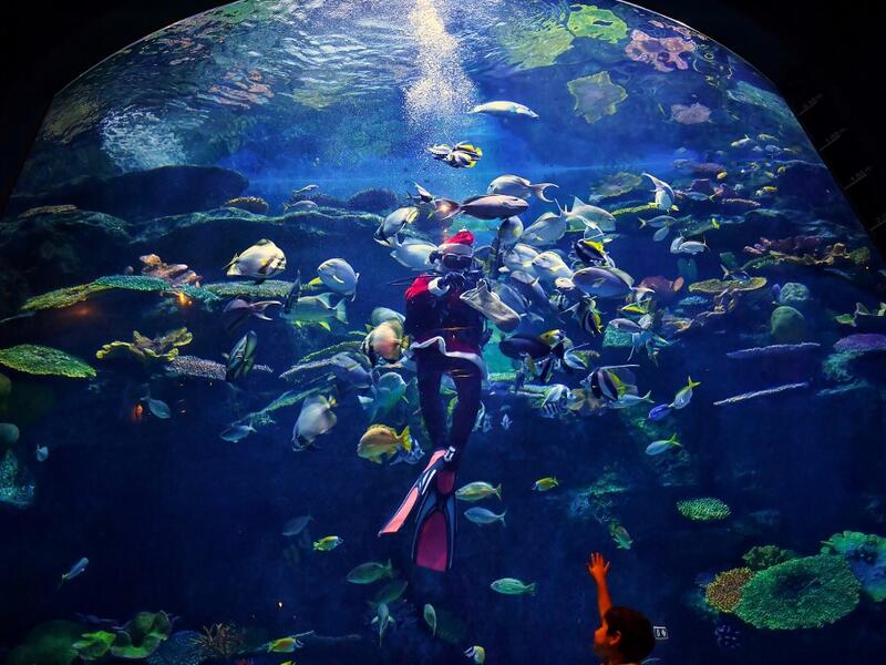 A diver wears a Santa Claus outfit as part of Christmas celebrations while feeding fish at the Sea Life Bangkok Ocean World aquarium in Bangkok in December 24, 2020. Lillian SUWANRUMPHA / AFP