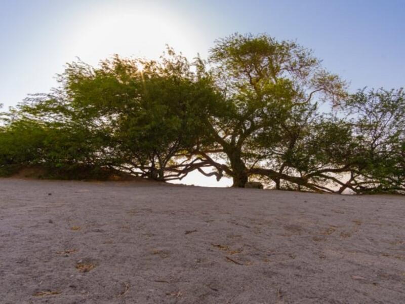 شجرة الحياة في البحرين
