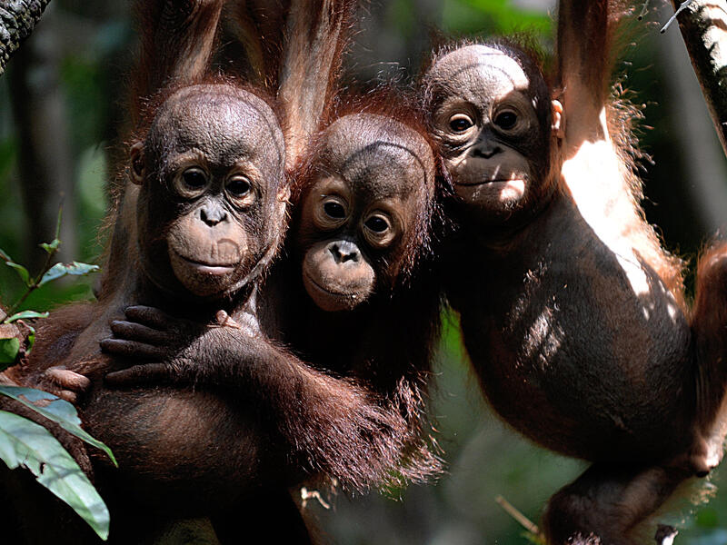 Borneo has lost more than 100,000 orangutans in the last 16 years – about half of the critically endangered species native to the island. Bay Ismoyo /AFP/Getty Images