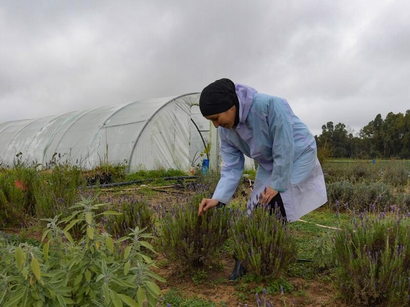 But fresh flowers, which can be used for dishes from soups to salads as well as teas, are a novelty.  FETHI BELAID / AFP
