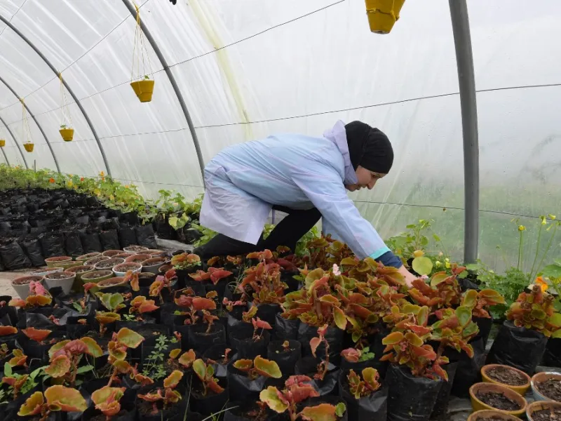 Sonia Ibidhi, a 42-year-old journalist turned to organic farming, cares for potted plants in the greenhouse of her small farm where she produces edible flowers, in the northwestern Tunisian coastal town of Tabarka, on Januray 28, 2021. FETHI BELAID / AFP
