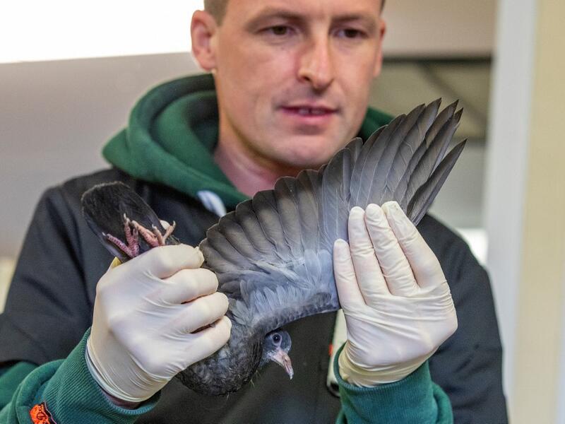 Animal Manager of Wildlife Rehabilitation Ireland, Dan Donoher examines a wounded pigeon at their new premises situated behind the Tara na Ri Pub, which is shuttered due to the Covid-19 pandemic, at Garlow Cross outside Navan in County Meath, Ireland on February 18, 2021. Since Ireland's first coronavirus lockdown pub the Tara Na Ri has been closed to regulars, but now it hosts a menagerie of new clientèle as the nation's first wildlife hospital. PAUL FAITH / AFP