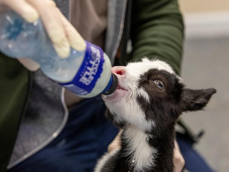 A member of staff feeds a two week-old native wild Irish goat which was found on a mountainside and named Liam, at Wildlife Rehabilitation Ireland's new premises situated behind the Tara na Ri Pub, which is shuttered due to the Covid-19 pandemic, at Garlow Cross outside Navan in County Meath, Ireland on February 18, 2021. Since Ireland's first coronavirus lockdown pub the Tara Na Ri has been closed to regulars, but now it hosts a menagerie of new clientèle as the nation's first wildlife hospital. PAUL FAITH