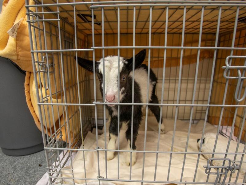 A two week-old native wild Irish goat which was found on a mountainside and named Liam, is cared for at Wildlife Rehabilitation Ireland's new premises situated behind the Tara na Ri Pub, which is shuttered due to the Covid-19 pandemic, at Garlow Cross outside Navan in County Meath, Ireland on February 18, 2021. Since Ireland's first coronavirus lockdown pub the Tara Na Ri has been closed to regulars, but now it hosts a menagerie of new clientèle as the nation's first wildlife hospital. PAUL FAITH / AFP