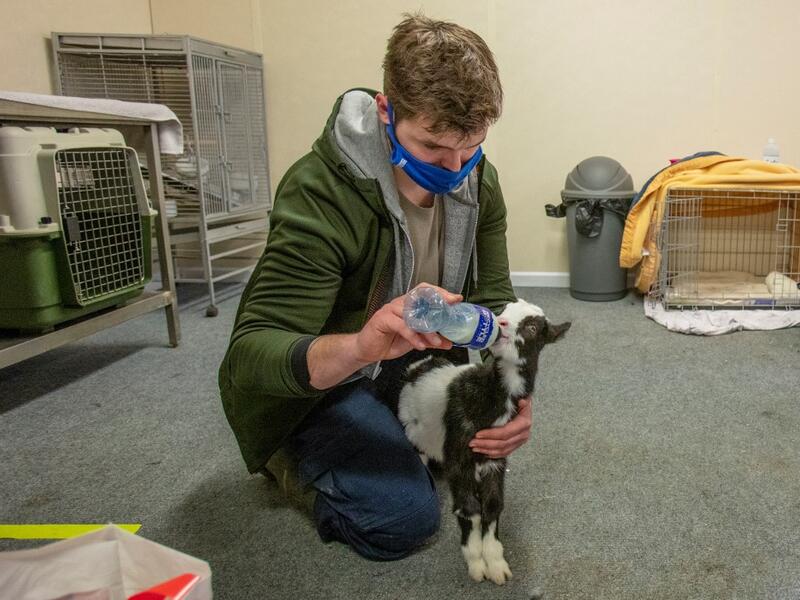 A member of staff feeds a two week-old native wild Irish goat which was found on a mountainside and named Liam, at Wildlife Rehabilitation Ireland's new premises situated behind the Tara na Ri Pub, which is shuttered due to the Covid-19 pandemic, at Garlow Cross outside Navan in County Meath, Ireland on February 18, 2021. Since Ireland's first coronavirus lockdown pub the Tara Na Ri has been closed to regulars, but now it hosts a menagerie of new clientèle as the nation's first wildlife hospital. PAUL FAITH