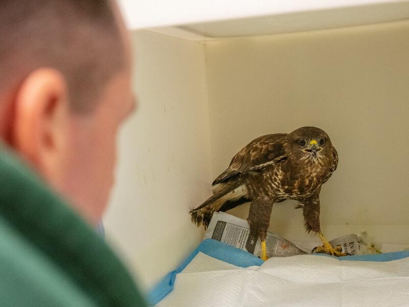 Animal Manager of Wildlife Rehabilitation Ireland, Dan Donoher examines a wounded buzzard at their new premises situated behind the Tara na Ri Pub, which is shuttered due to the Covid-19 pandemic, at Garlow Cross outside Navan in County Meath, Ireland on February 18, 2021. Since Ireland's first coronavirus lockdown pub the Tara Na Ri has been closed to regulars, but now it hosts a menagerie of new clientèle as the nation's first wildlife hospital. PAUL FAITH / AFP