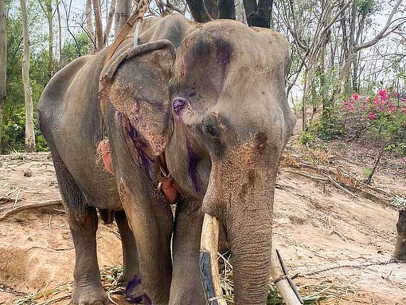 Khun Pan was hoisted up and attached to a tree after he was too weak to stand (Twitter)