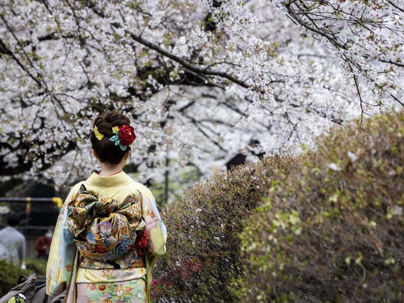 Cherry Blossoms in Japan
