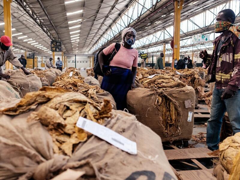 Tobacco season starts in Harare
