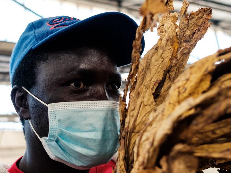 Tobacco season starts in Harare