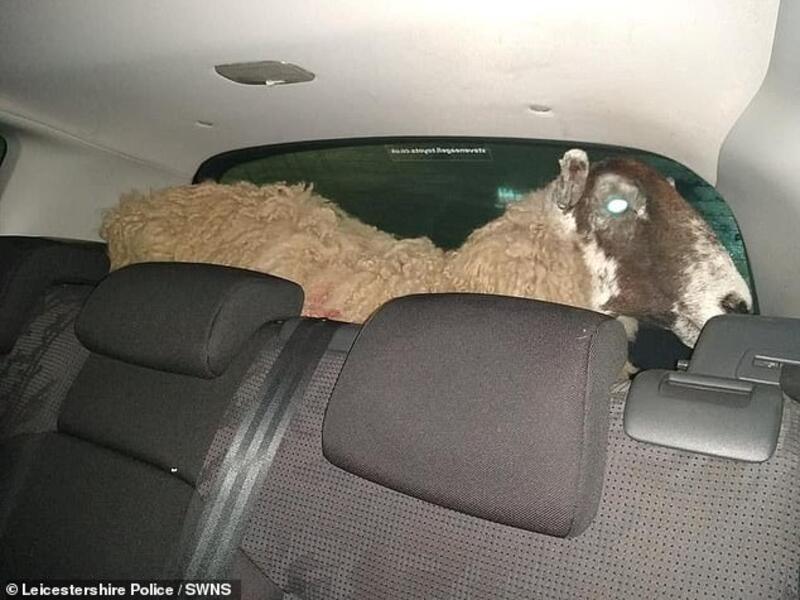 Sheep held for crossing the red light