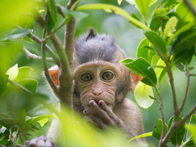 A cute monkey