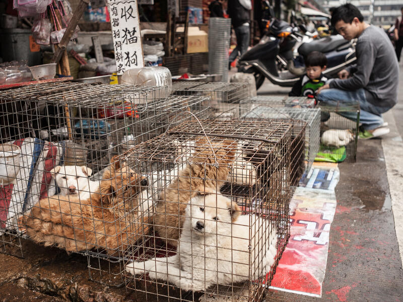  dogs for sale