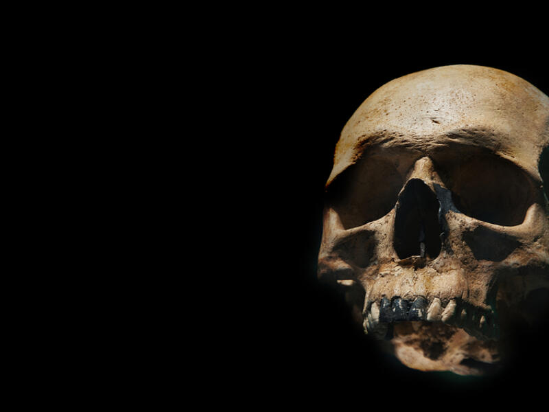 The Human skull 