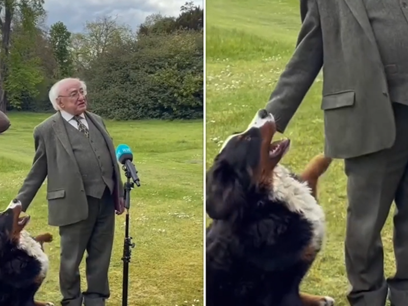 President of Ireland’s dog stole the spotlight during the leader’s interview