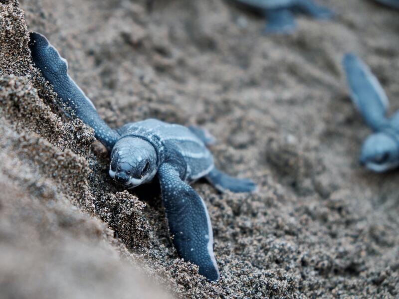 turtle