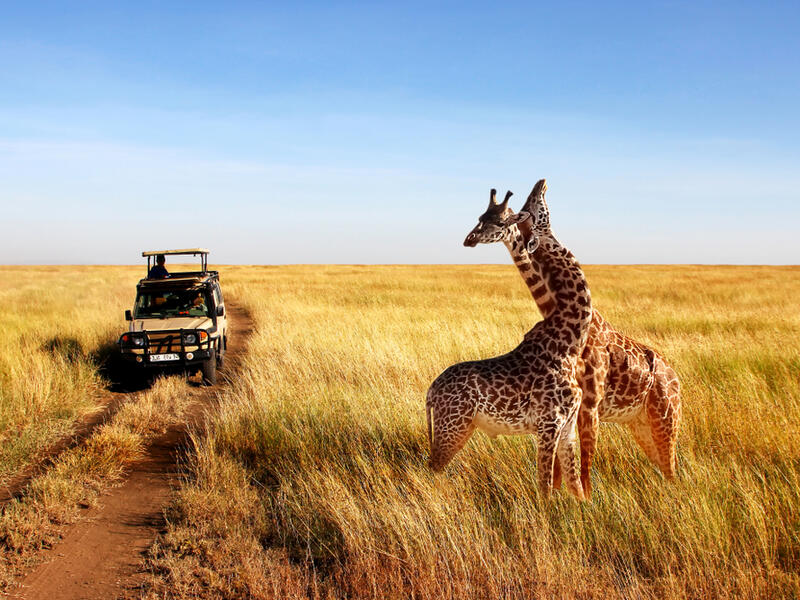 Wild giraffes