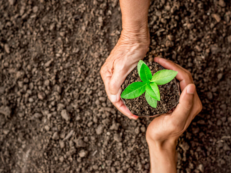 man are about to be planted in the fertile soil