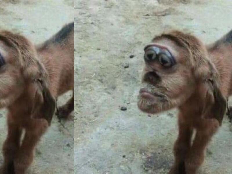 ماعز برأس قرد