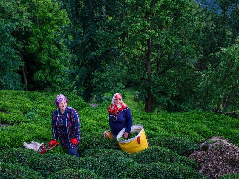 Villagers pick tea at grown on local land in Ikizdere in the Rize Province in the Black Sea region of Turkey on June 7, 2021. A government-friendly company plans to extract 20 million tons of stone from a quarry in the northeastern town of Ikizdere for one of President Recep Tayyip Erdogan's latest development projects. The locals are rising up in protest, challenging the government and its priorities in a region dear to the domineering Turkish leader's heart. 