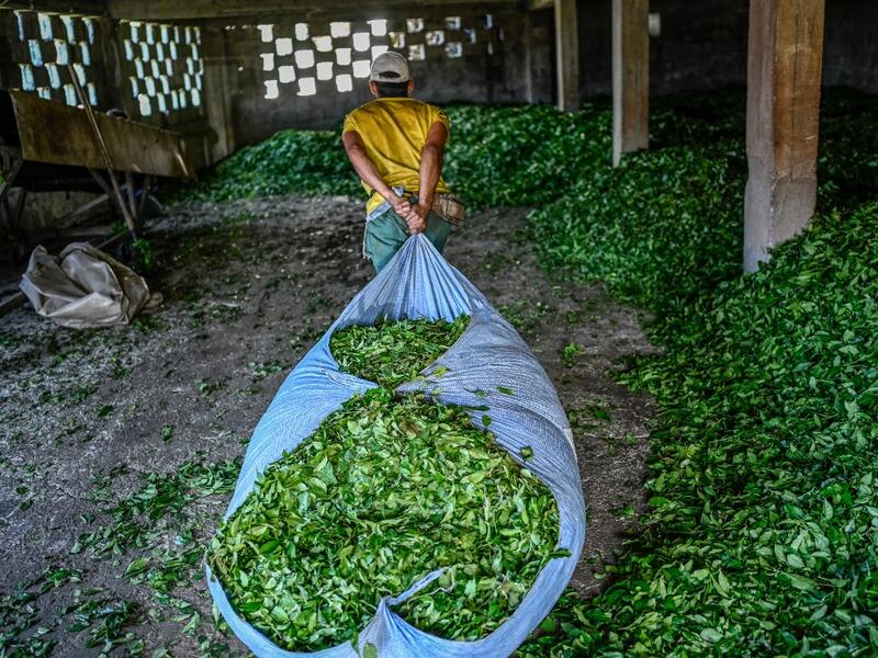 Tea leaves are made ready for storage after being picked from the hill side tea gardens in Ikizdere in the Rize Province in the Black Sea region of Turkey on June 7, 2021. A government-friendly company plans to extract 20 million tons of stone from a quarry in the northeastern town of Ikizdere for one of President Recep Tayyip Erdogan's latest development projects. The locals are rising up in protest, challenging the government and its priorities in a region dear to the domineering Turkish leader's heart. 