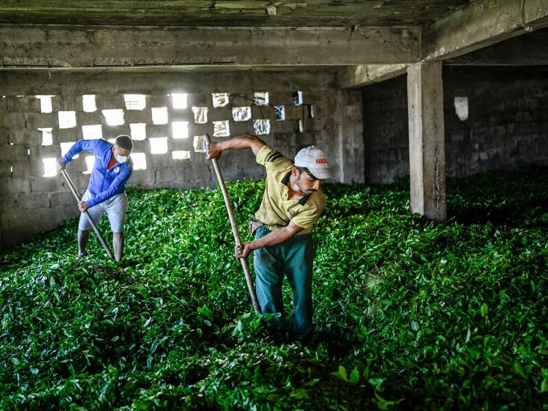 Tea leaves are made ready for storage after being picked from the hill side tea gardens in Ikizdere in the Rize Province in the Black Sea region of Turkey on June 7, 2021. A government-friendly company plans to extract 20 million tons of stone from a quarry in the northeastern town of Ikizdere for one of President Recep Tayyip Erdogan's latest development projects. The locals are rising up in protest, challenging the government and its priorities in a region dear to the domineering Turkish leader's heart. 